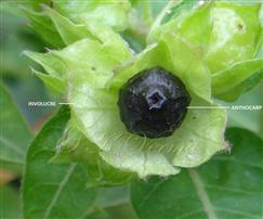  Fruit (Anthocarp) and Involucre